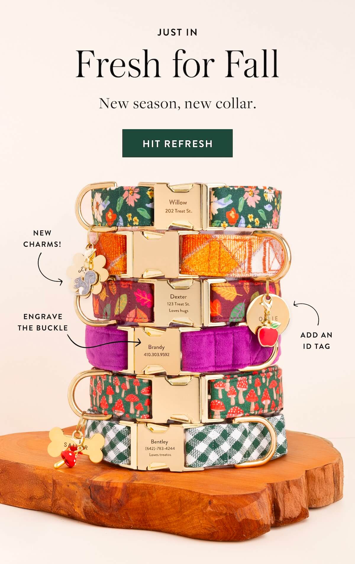 Shop Collars, Tags, and Charms