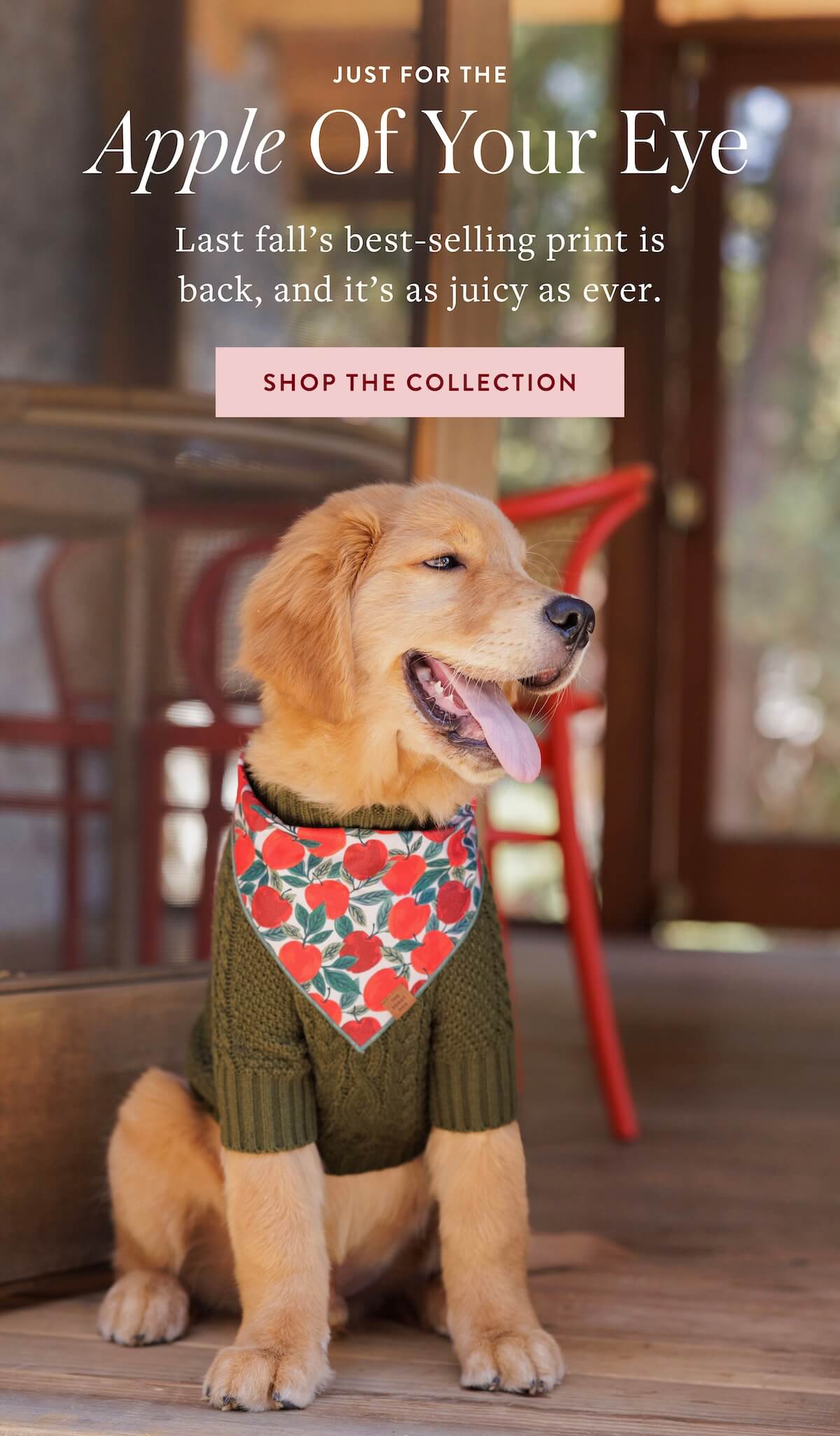 Shop Fall
