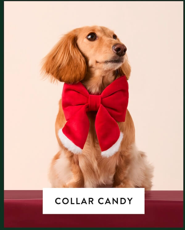 Shop Bows
