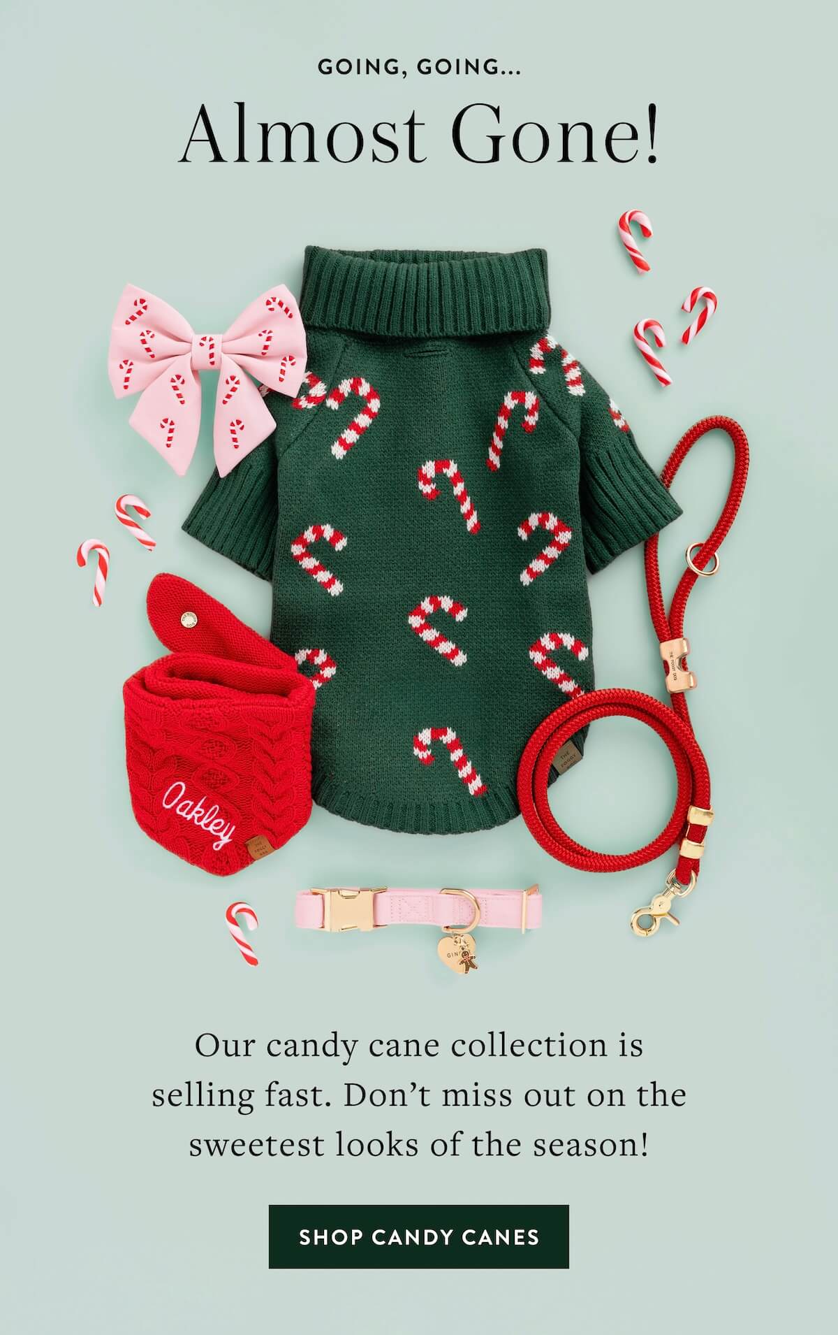 Shop Candy Canes