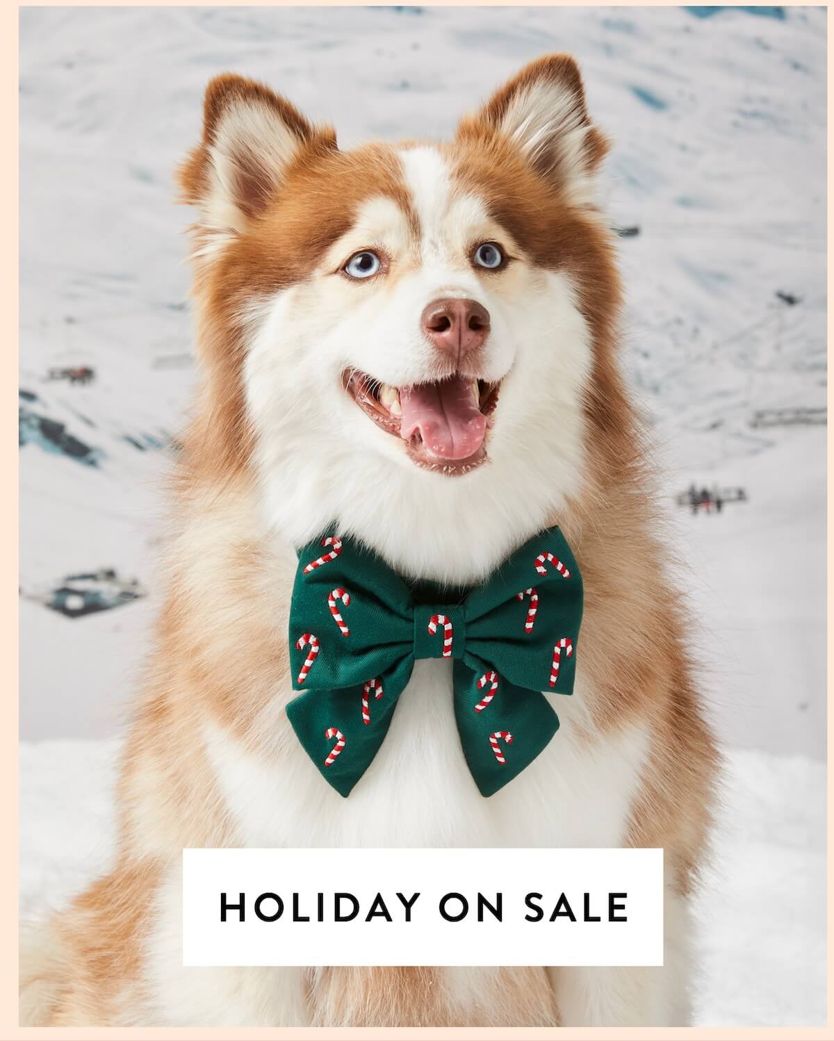 Shop Holiday on Sale