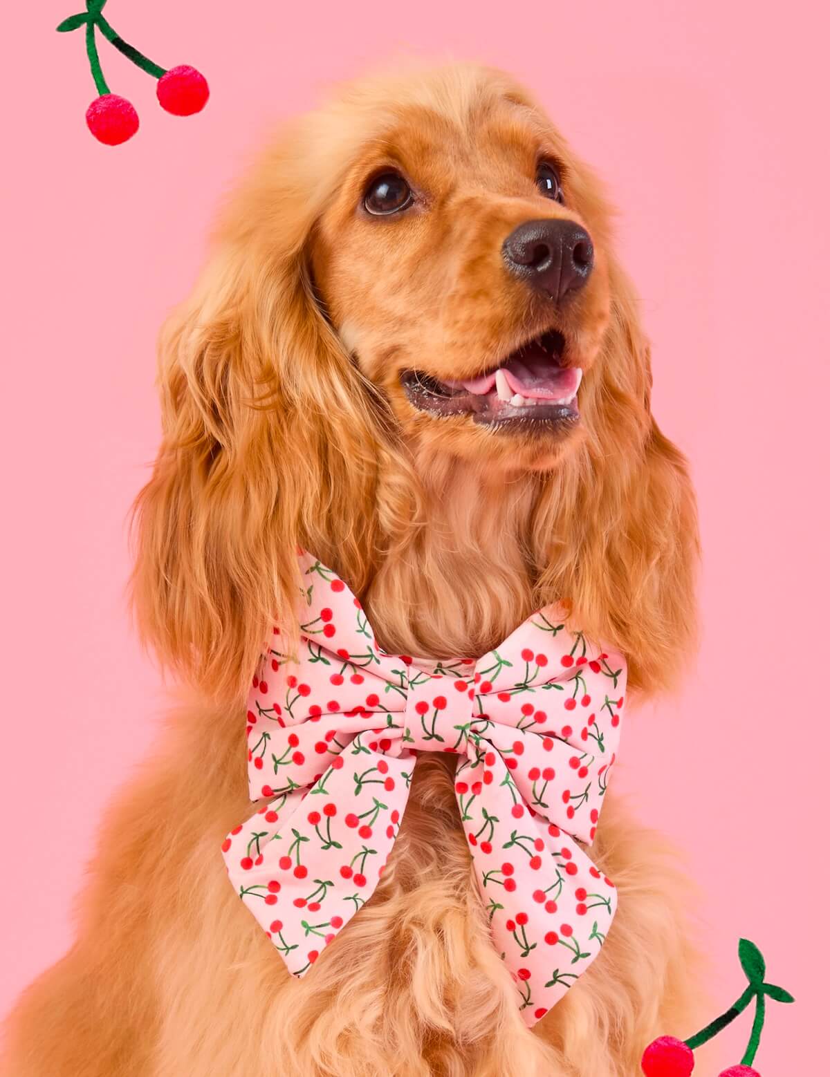 Shop Cherry Jubilee