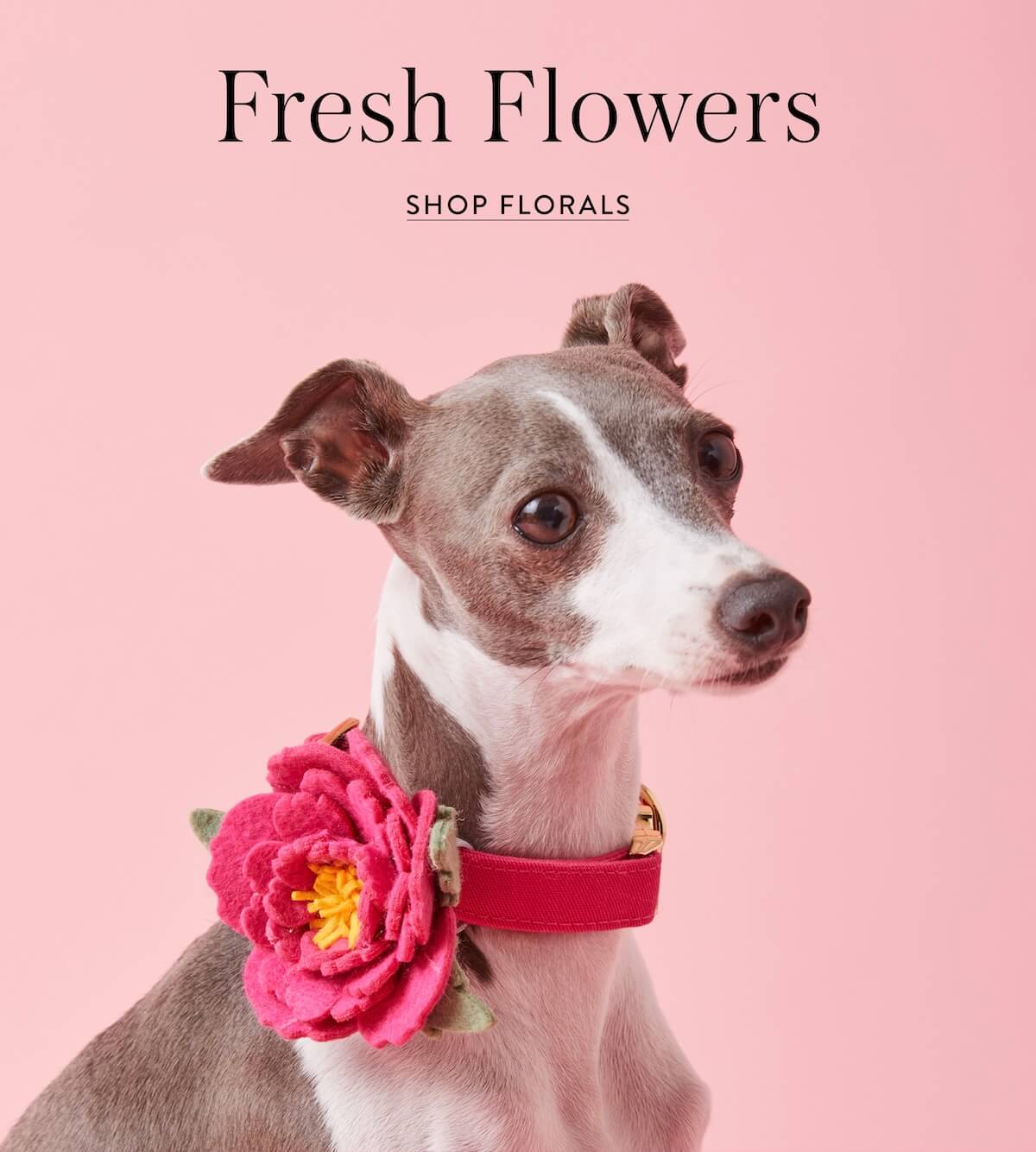 Shop Florals