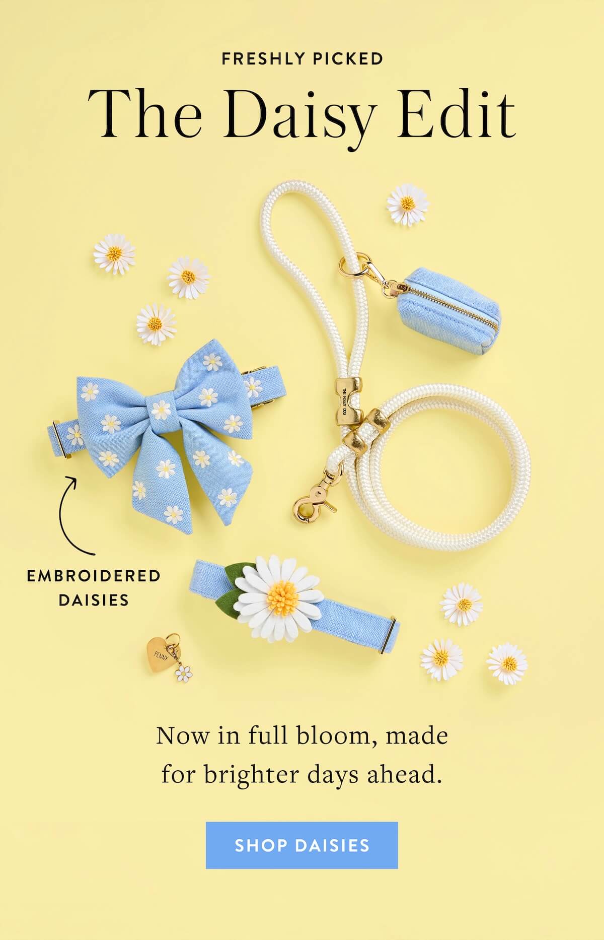 Shop Daisies
