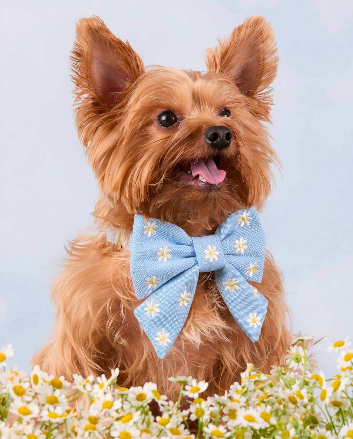 Shop Daisies