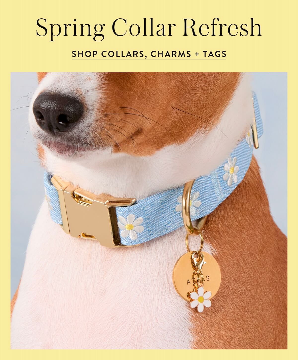 Shop Collar Refresh