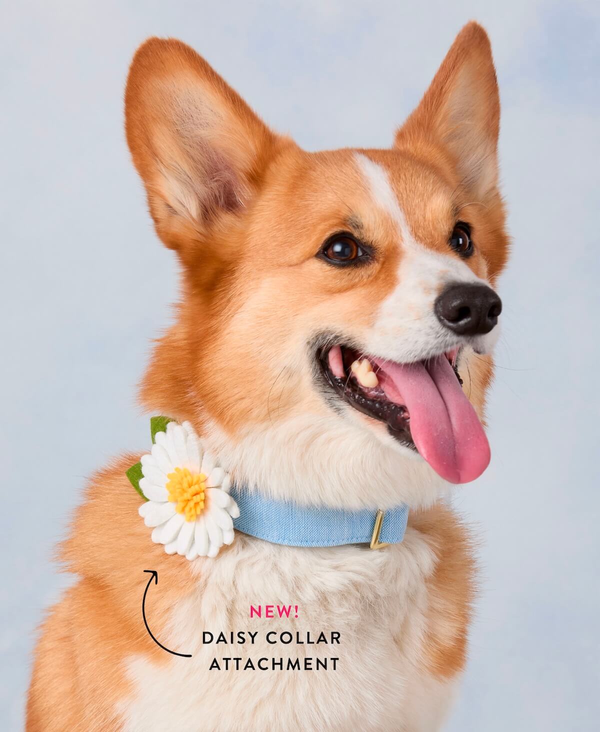 Shop Daisies