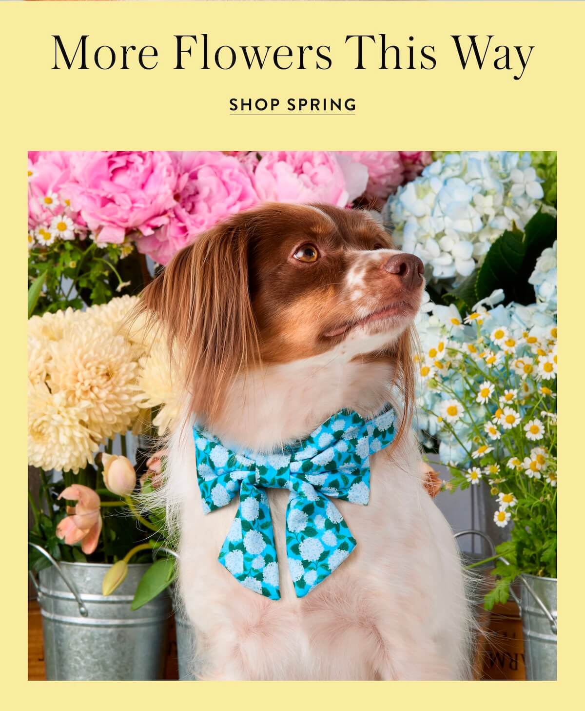 Shop Spring