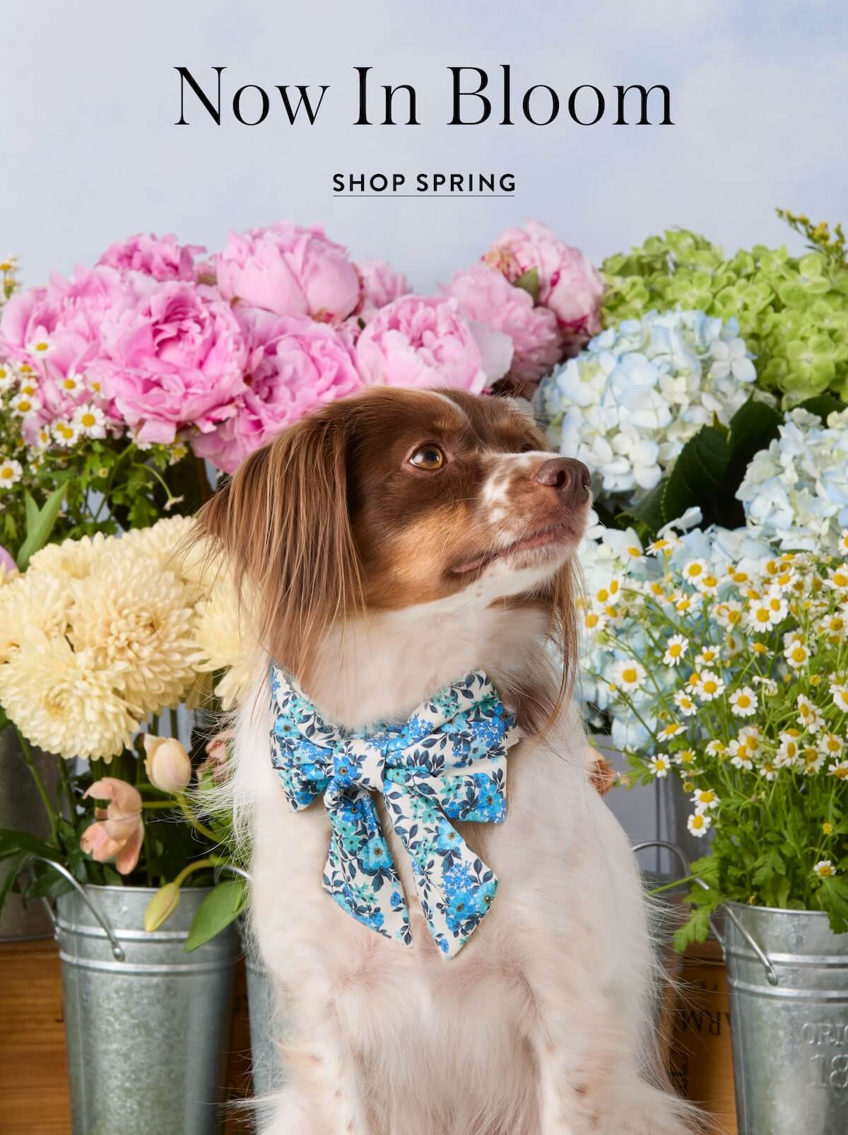 Shop Spring