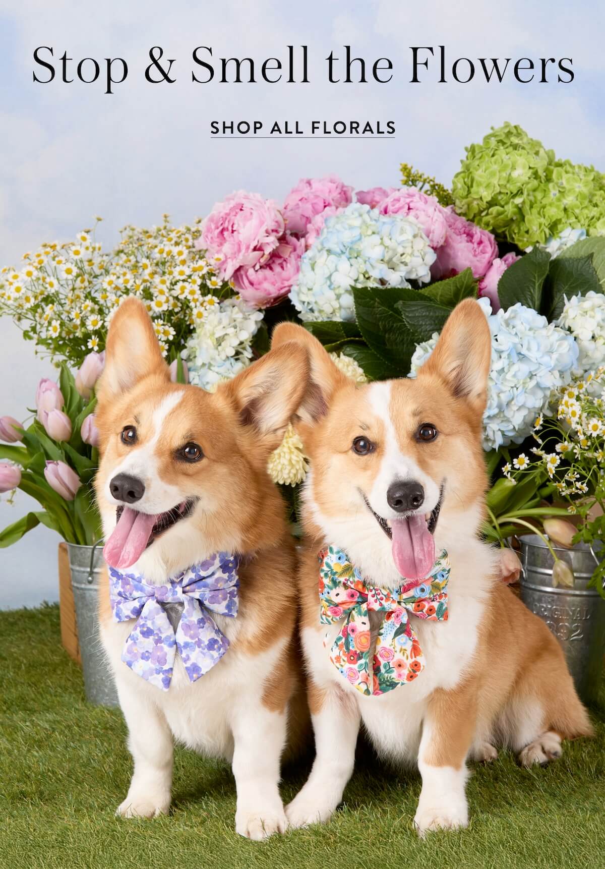 Shop Florals