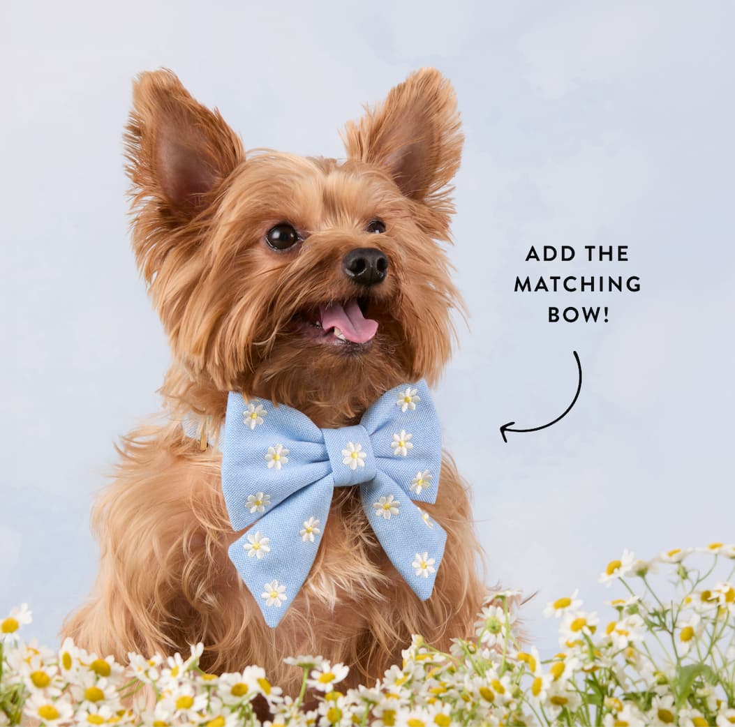 Shop Daisy