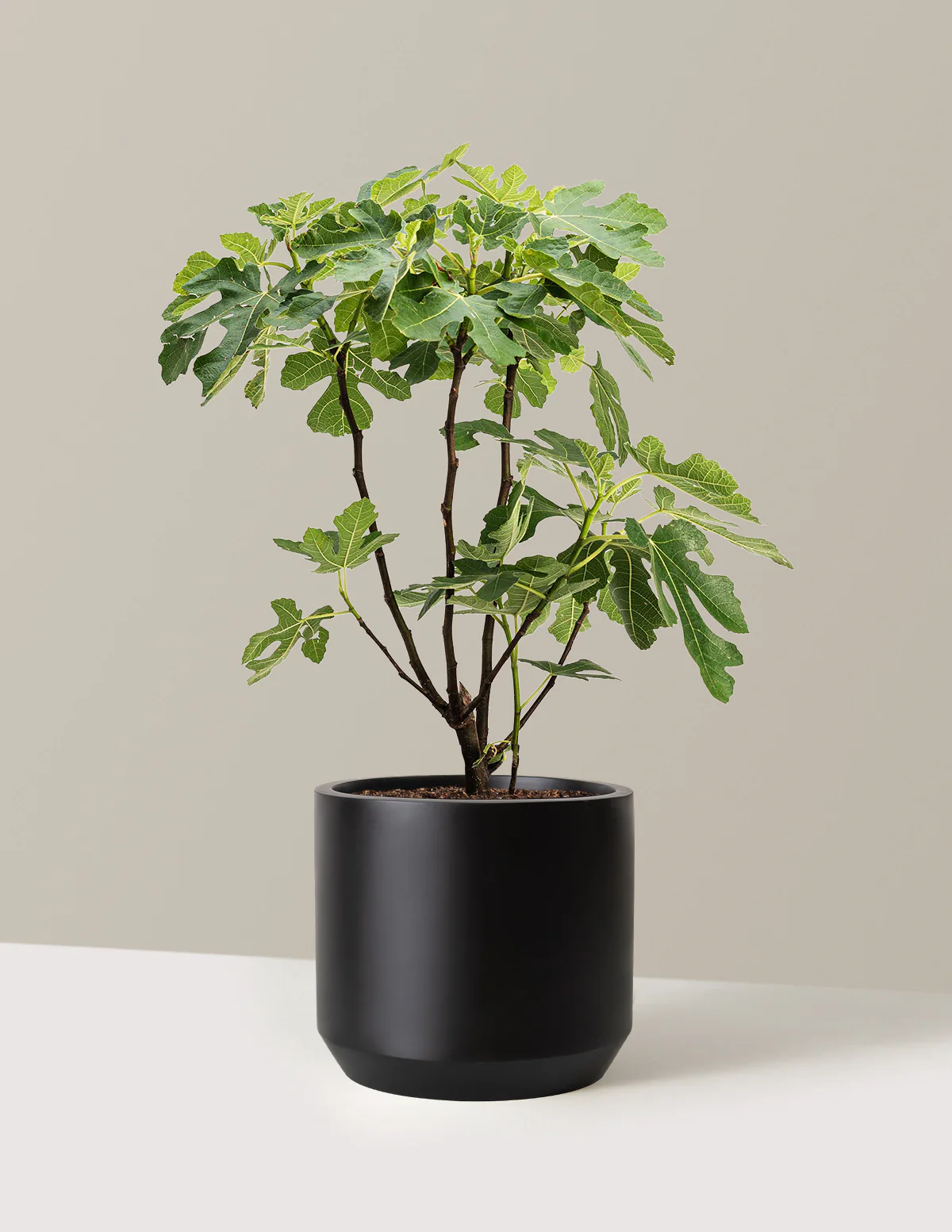 Image of Brown Turkey Fig
