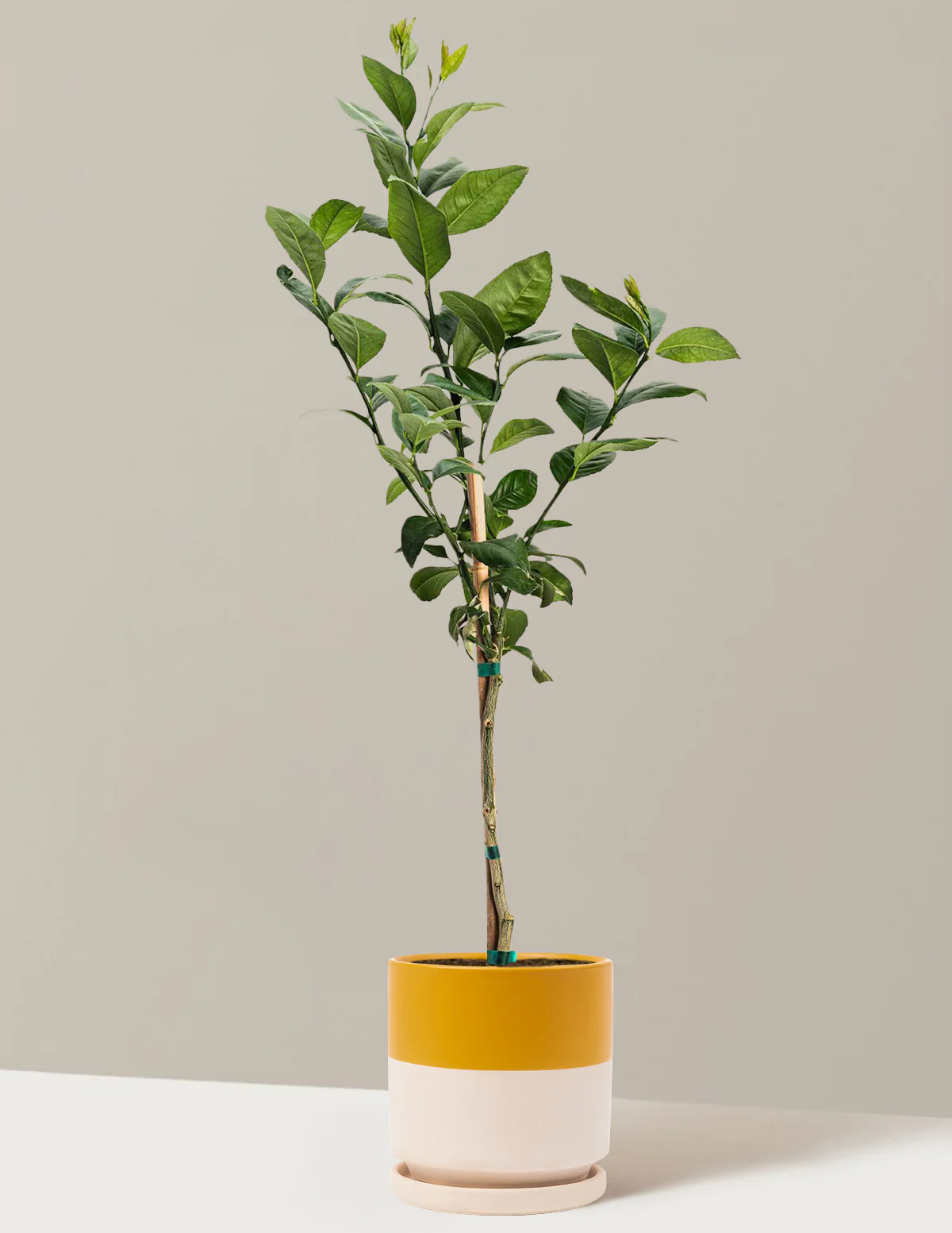 Image of Improved Meyer Lemon Tree