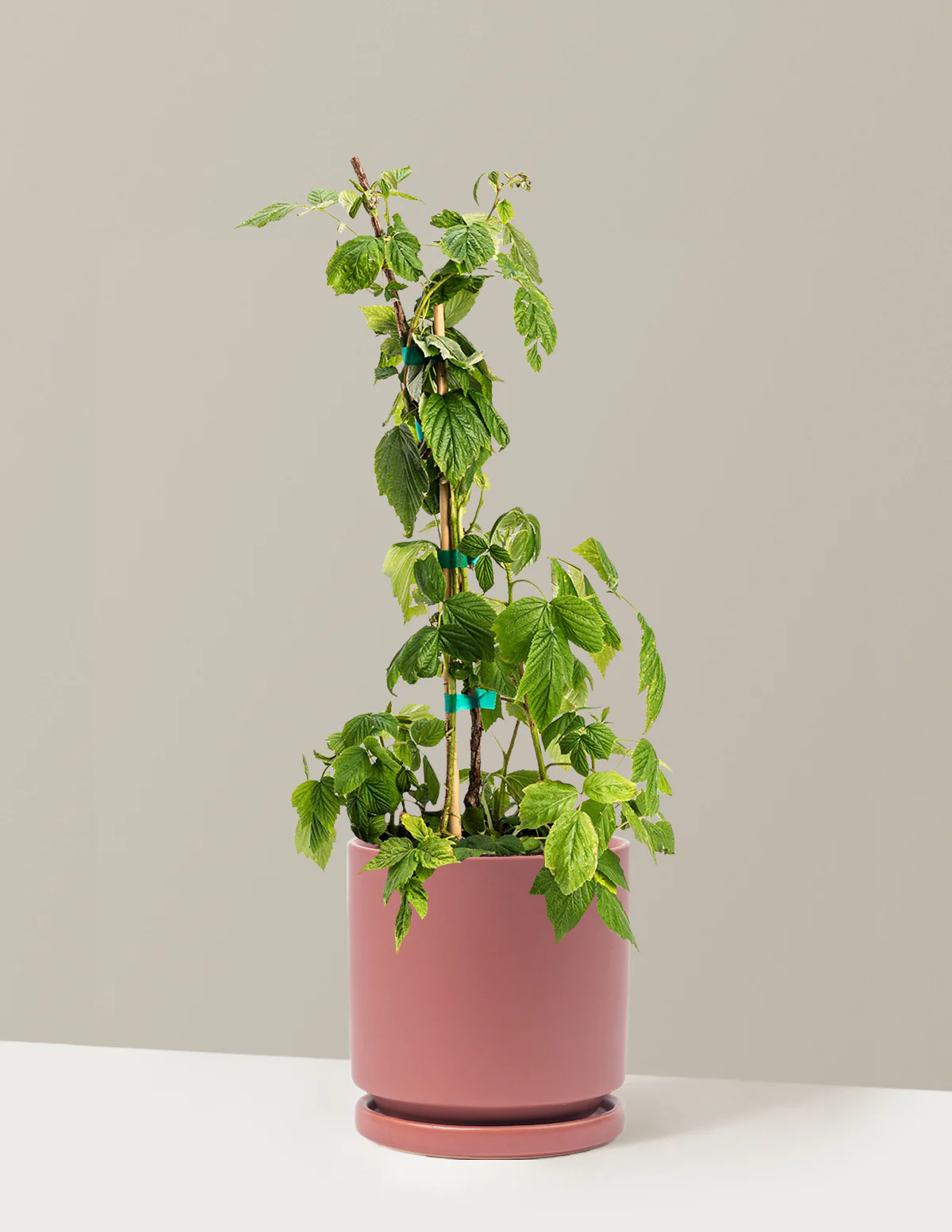 Image of Heritage Raspberry