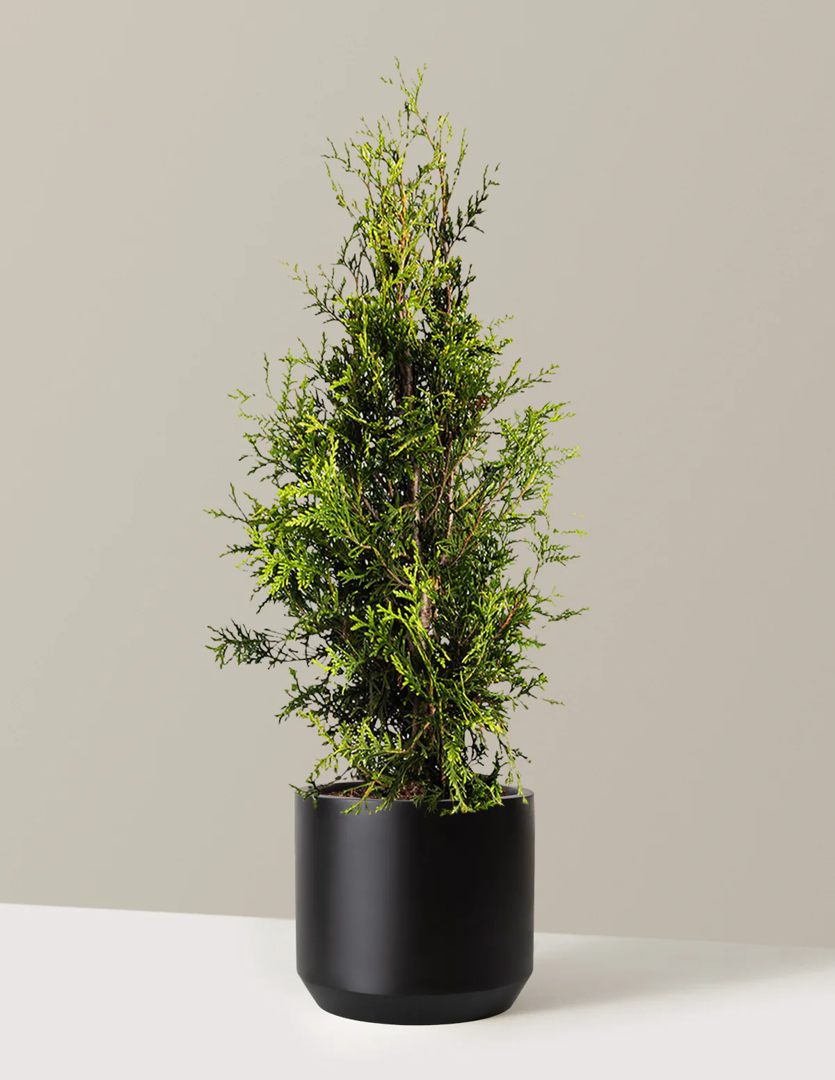 Image of Thuja Green Giant