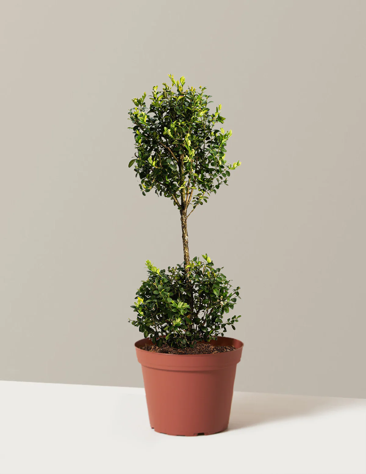 Image of Green Mountain Topiary