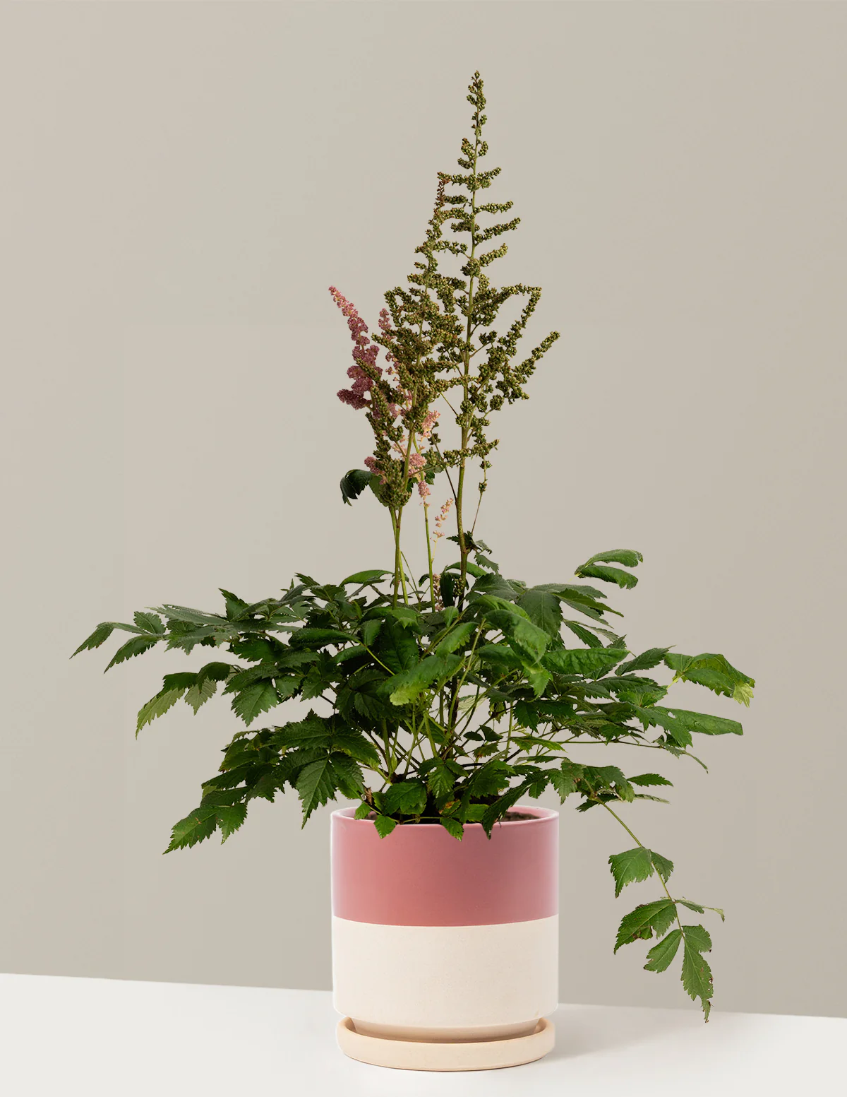 Image of Vision in Pink Astilbe