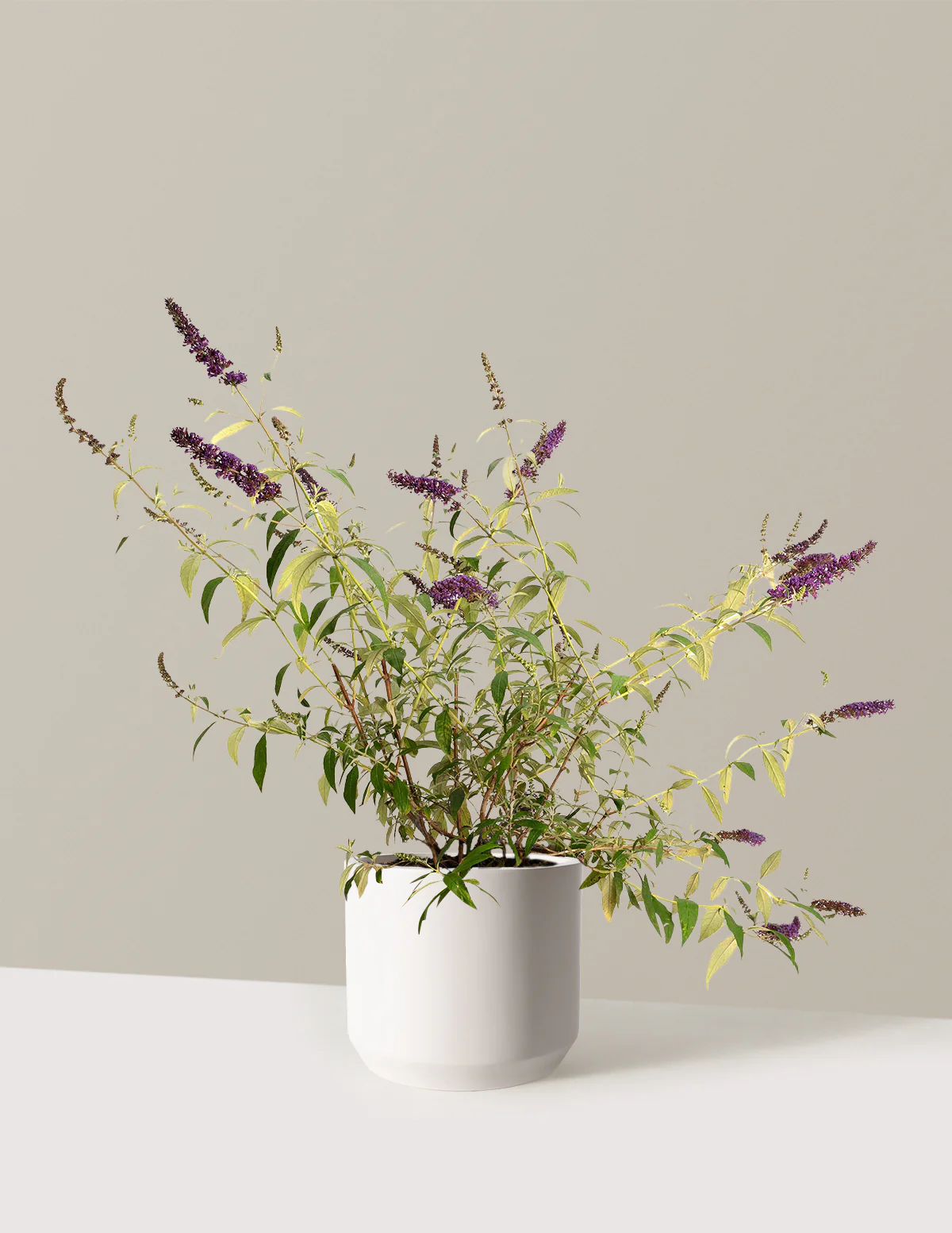 Image of Black Knight Butterfly Bush
