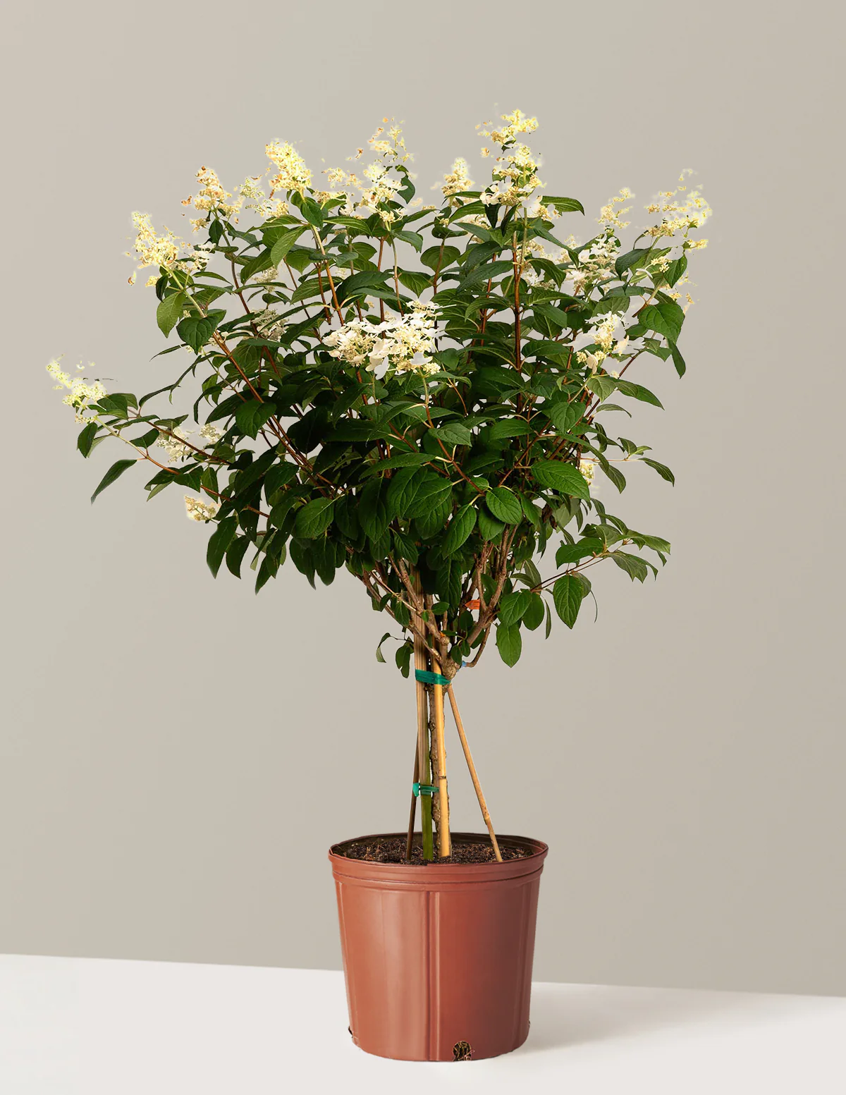 Image of Quick Fire® Hydrangea Tree