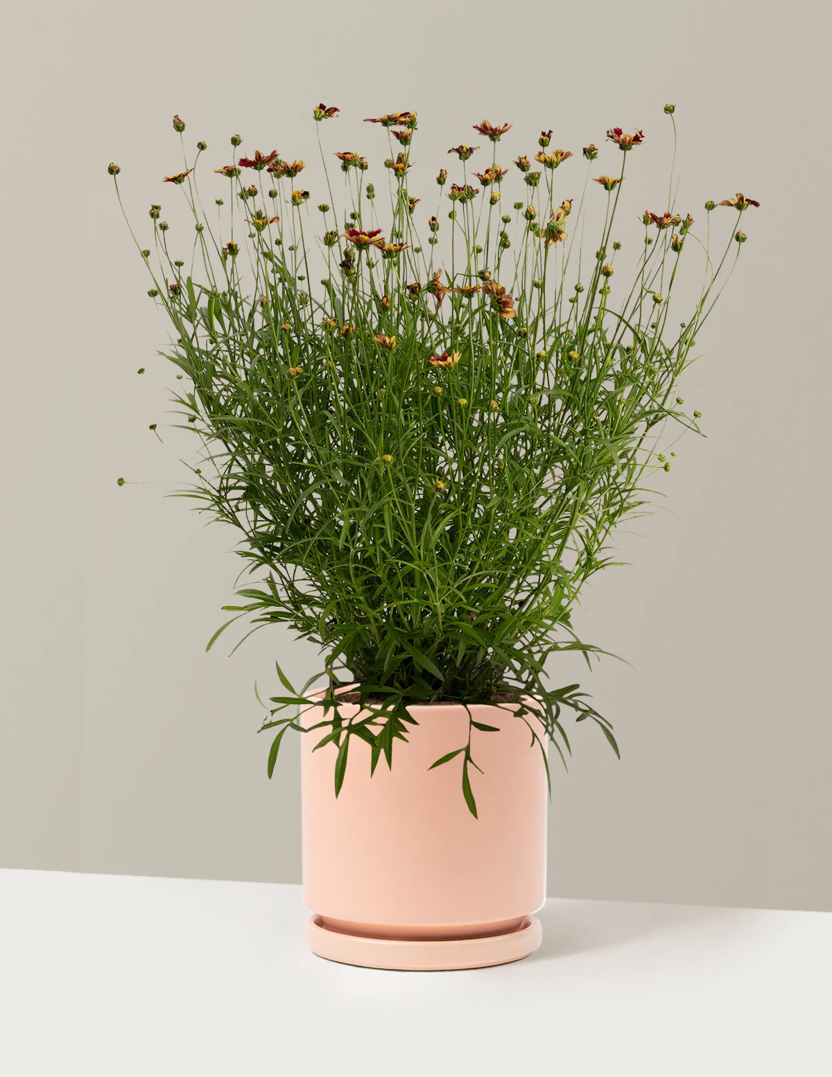 Image of Li'l Bang™ Red Elf Coreopsis