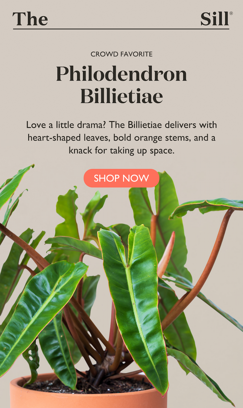 Crowd Favorite: Philodendron Billietiae. Heart-shaped leaves, bold orange stems, and a knack for taking up space. Shop now. 