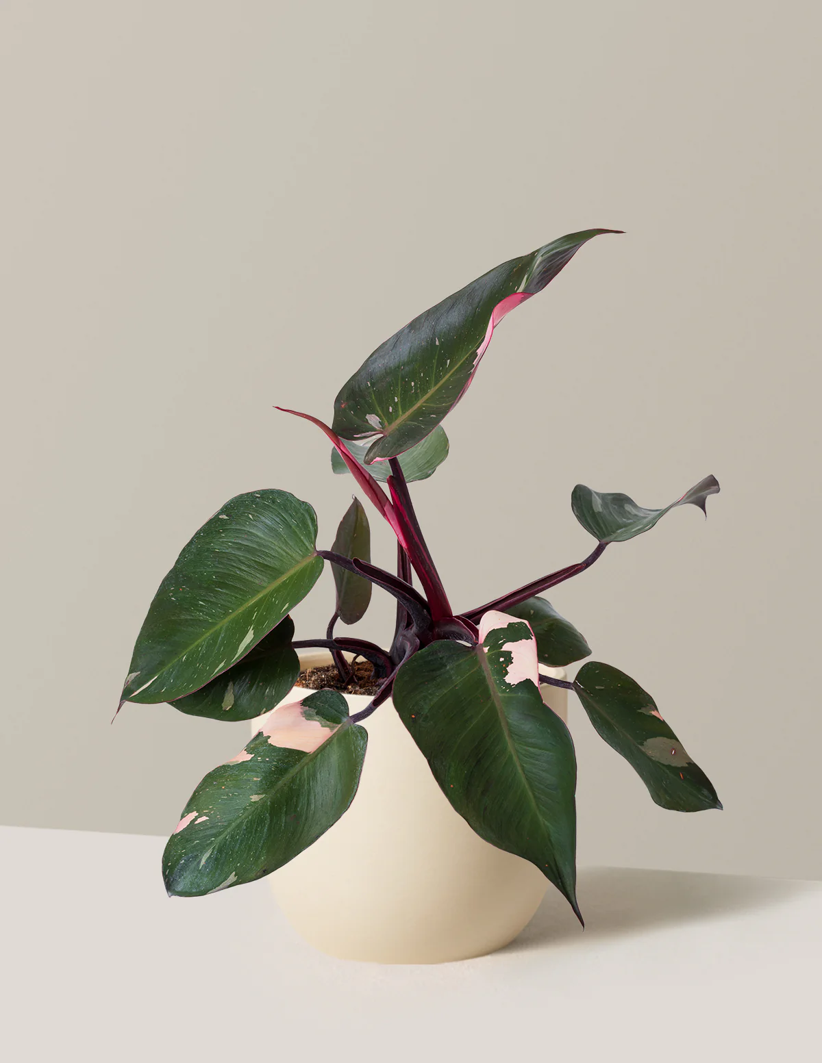 Image of Philodendron Pink Princess