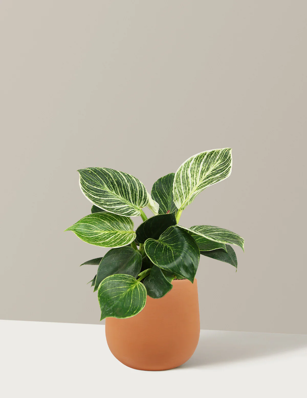 Image of Philodendron Birkin
