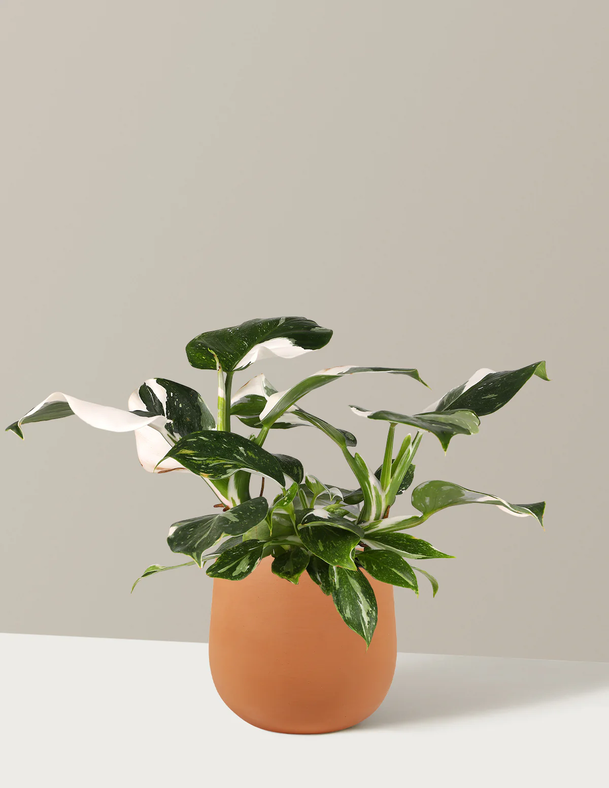 Image of Philodendron White Wizard