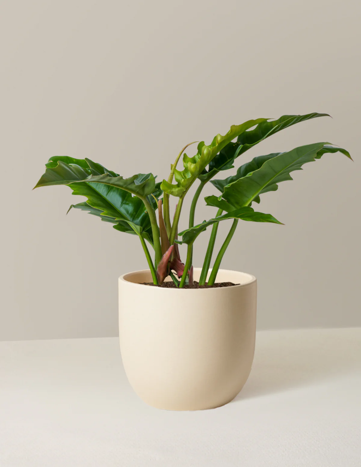 Image of Philodendron Jungle Boogie