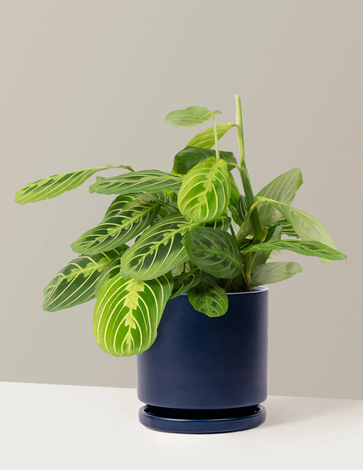 Image of Lemon Lime Prayer Plant