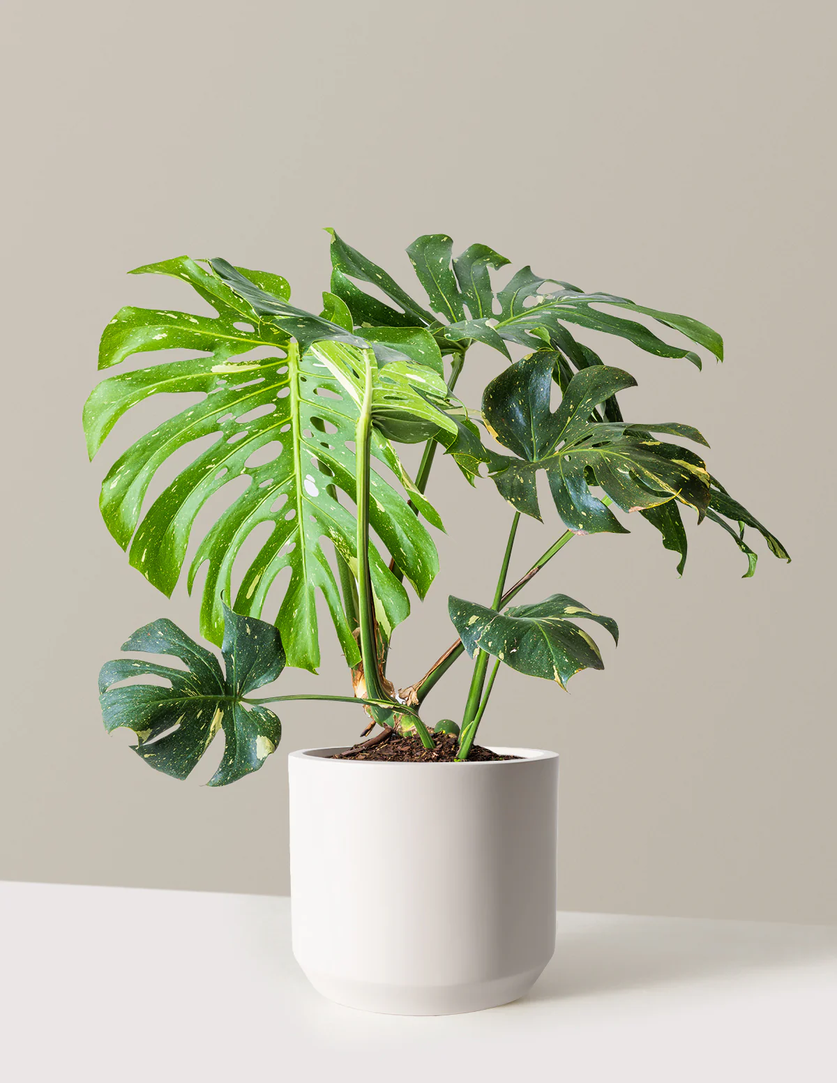 Image of Monstera Thai Constellation