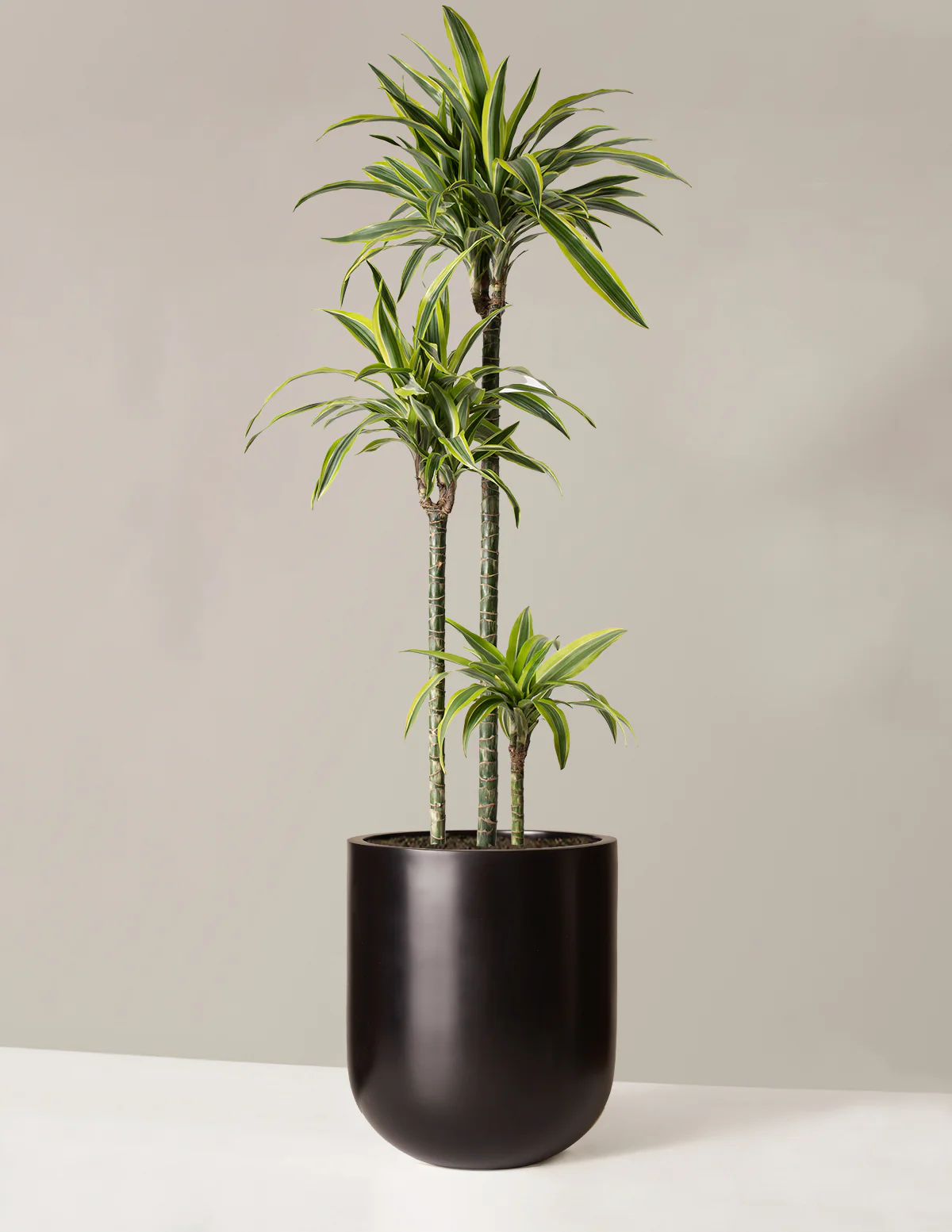 Image of Dracaena Lemon Lime