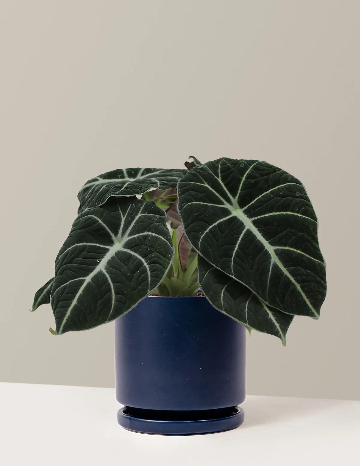 Image of Alocasia Black Velvet