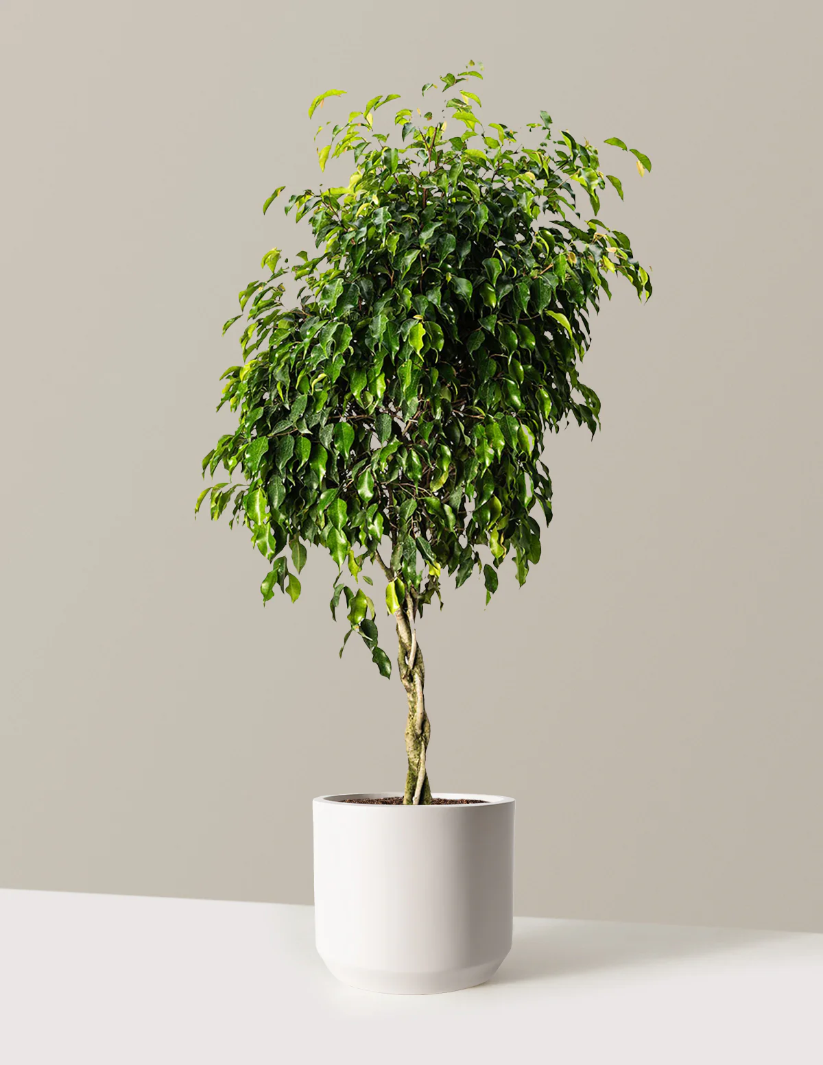 Image of Braided Benjamina Ficus