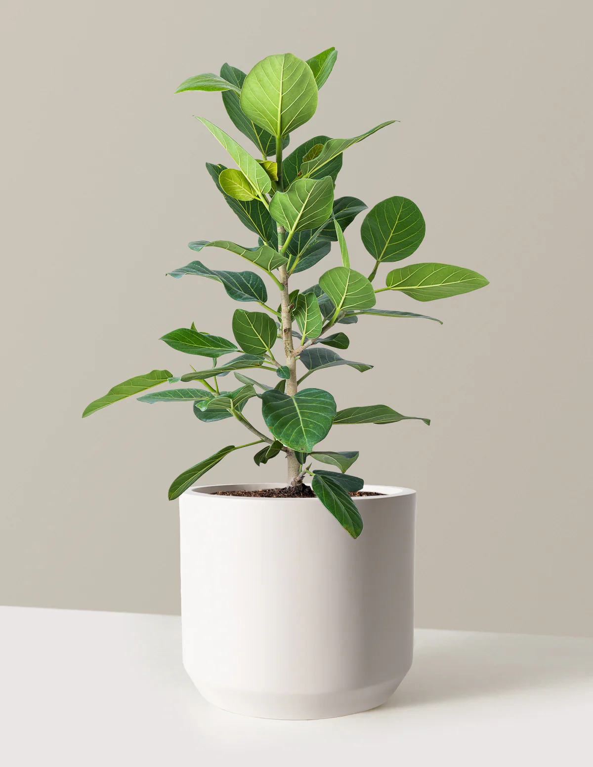 Image of Ficus Audrey Bush