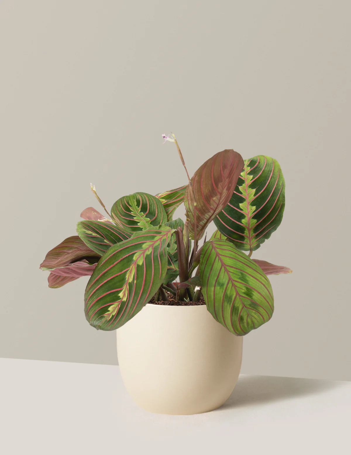 Image of Red Prayer Plant