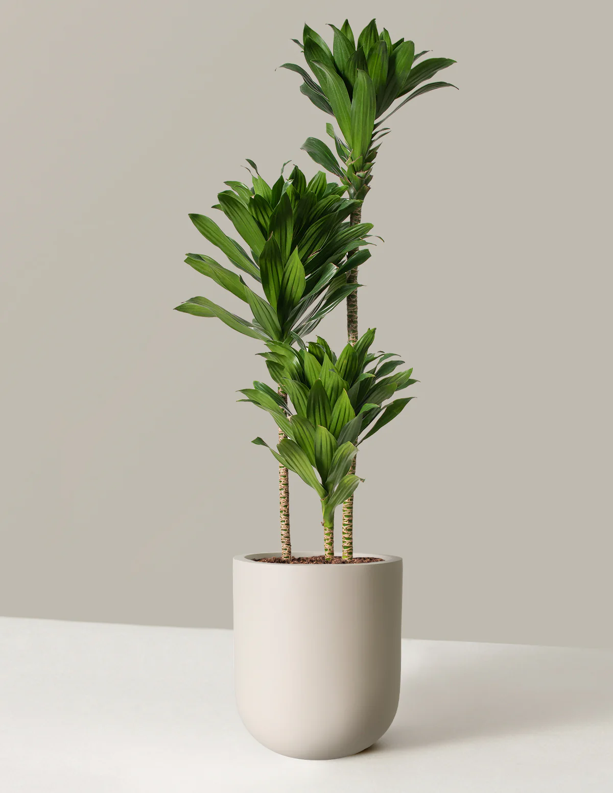 Image of Dracaena Compacta Cane