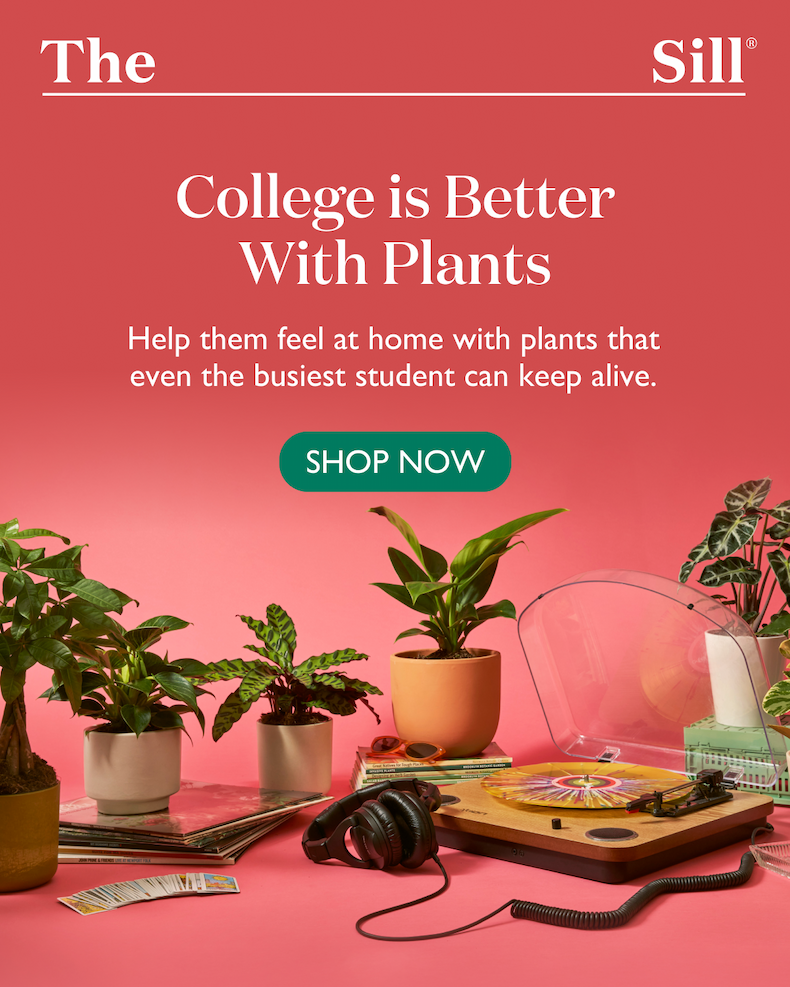 Shop College-Friendly Plants: Help them feel at home with plants that even the busiest student can keep alive.