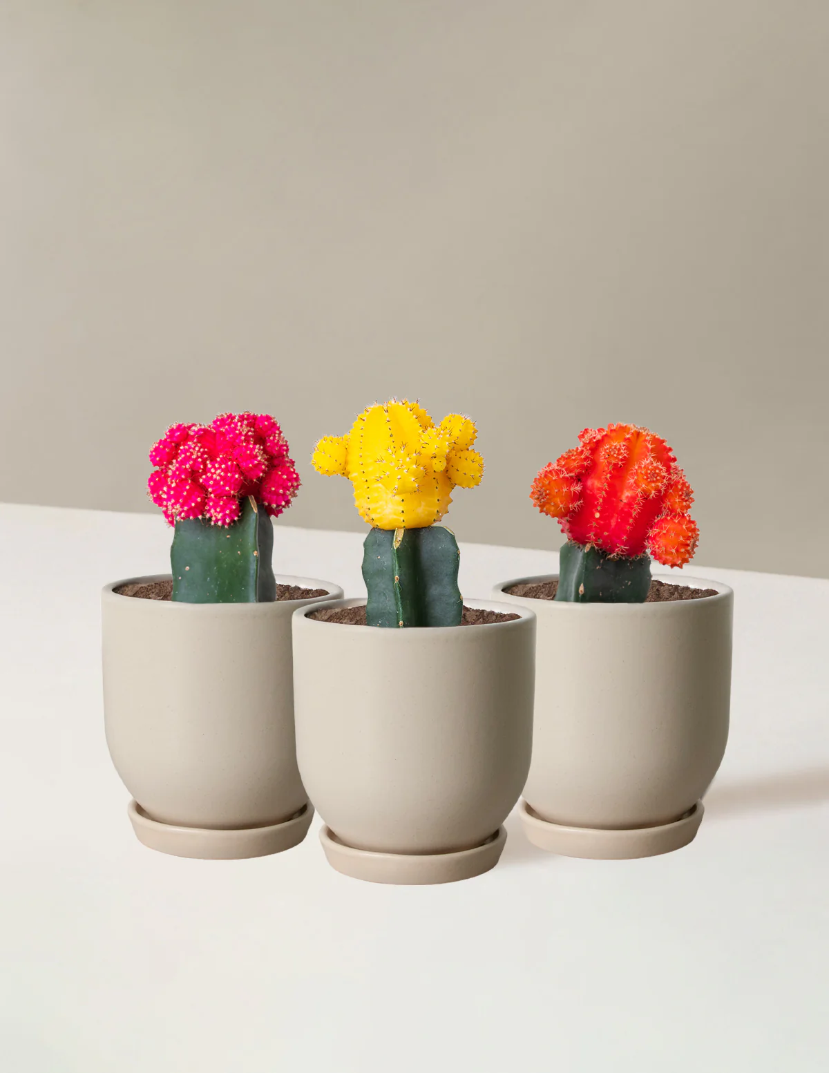 Image of Moon Cactus