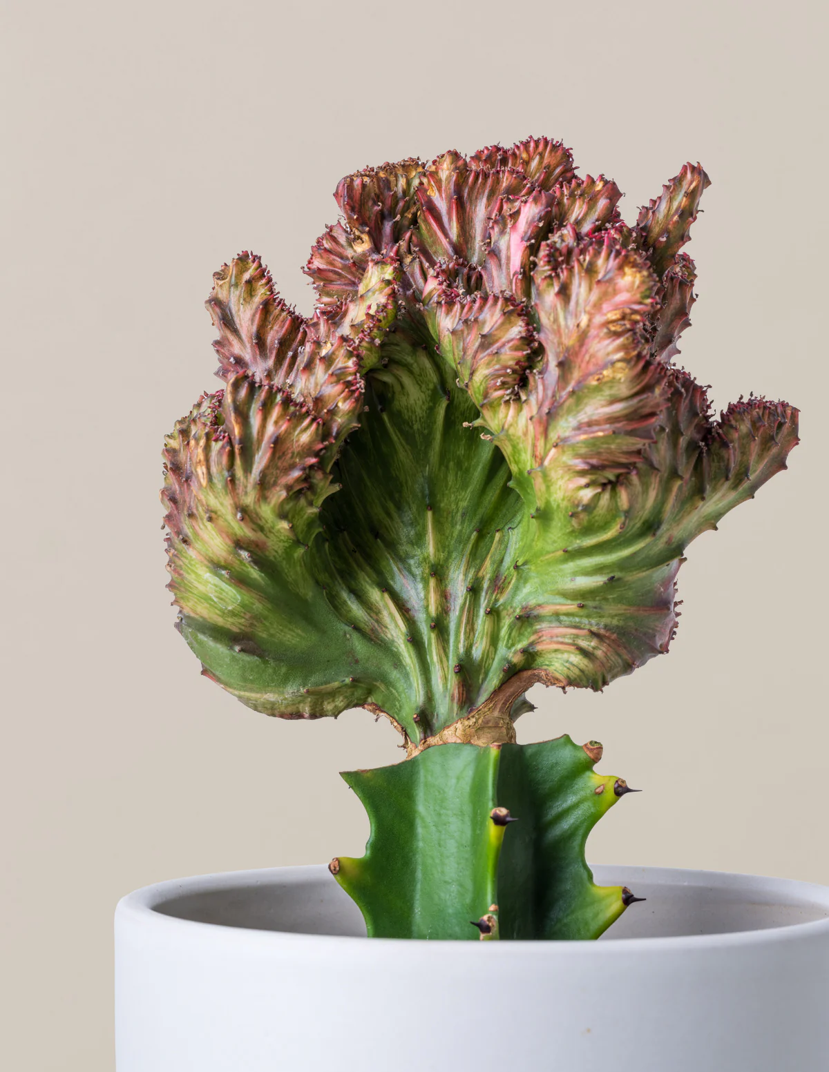 Image of Mermaid Tail Cactus