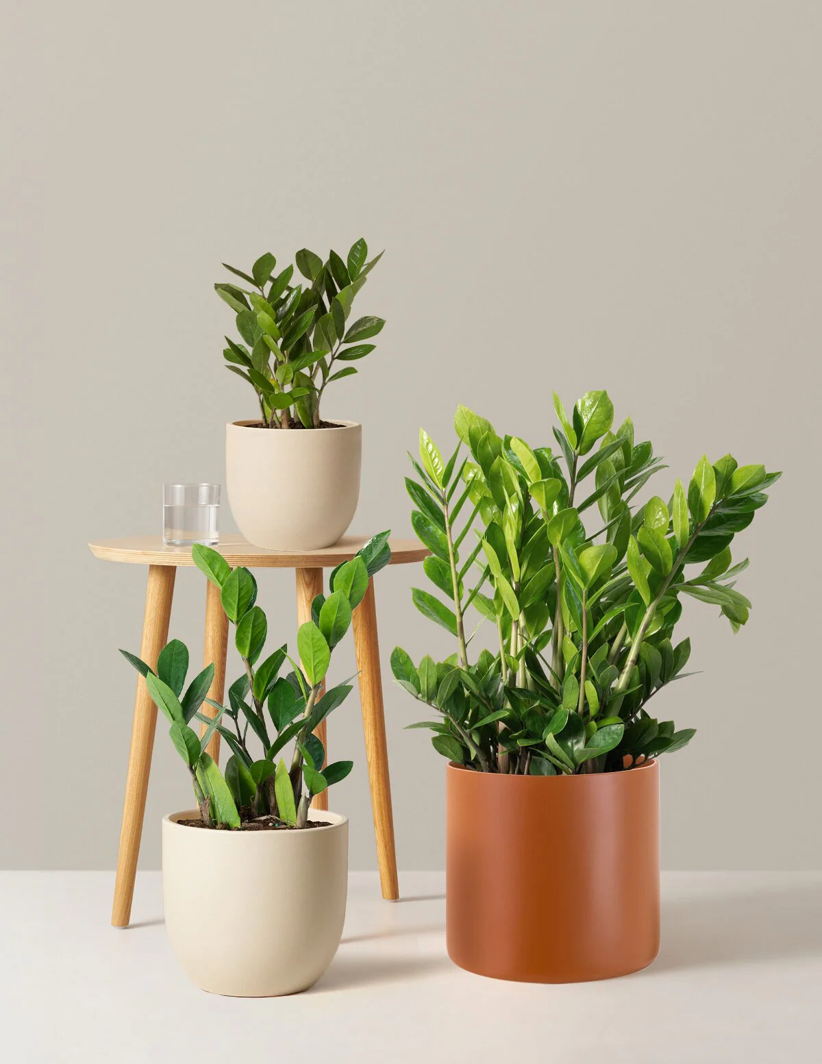 Image of ZZ Plant
