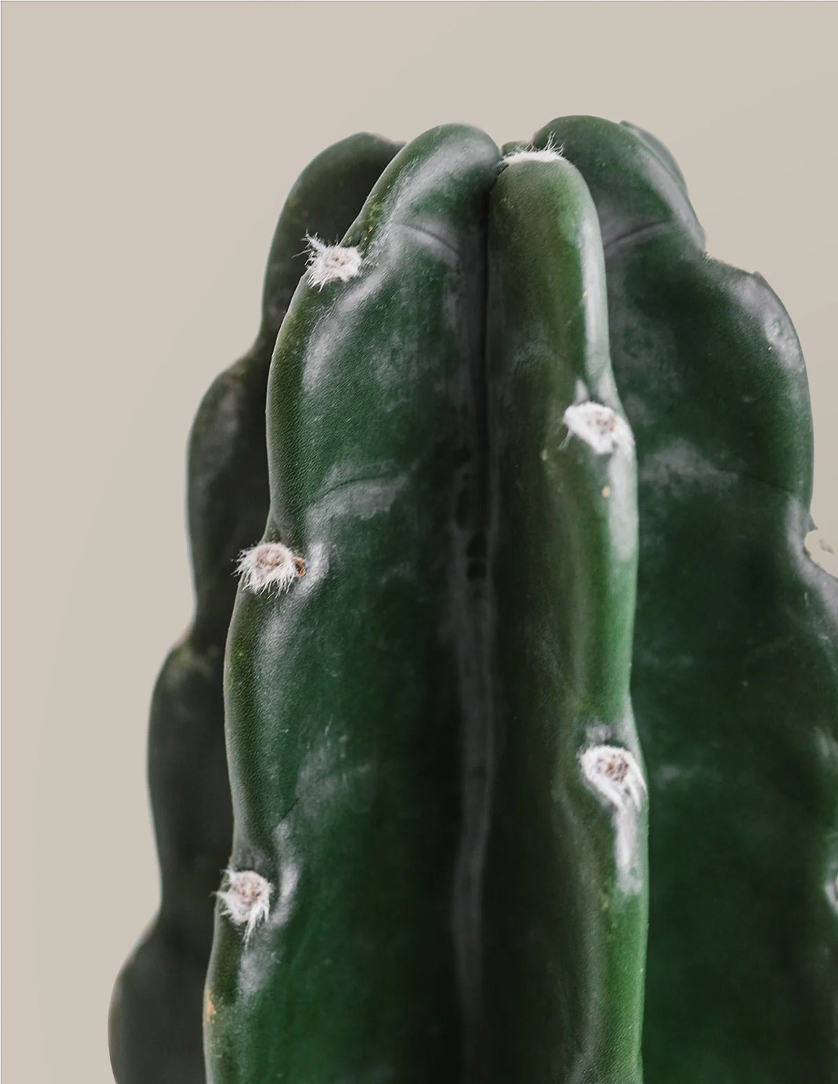 Image of Cuddly Cactus