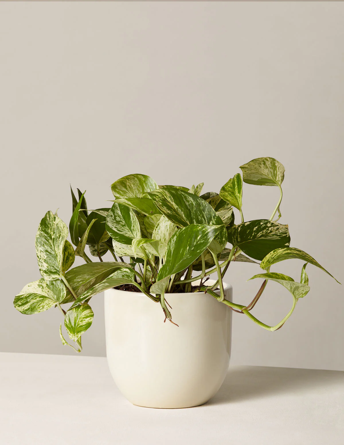 Image of Pothos Marble Queen