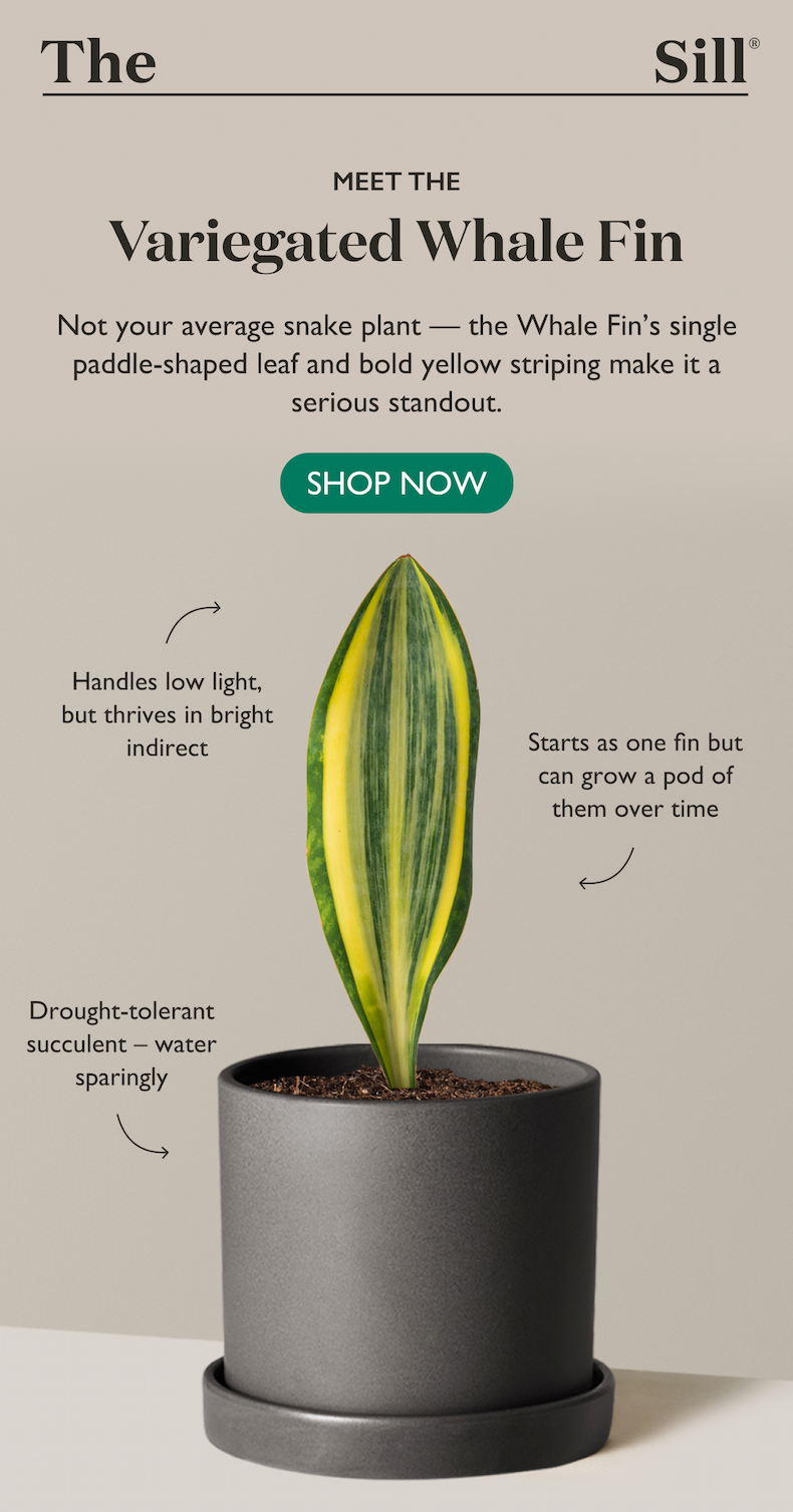 Not your average snake plant — the Whale Fin’s single paddle-shaped leaf and bold yellow striping make it a serious standout. Shop now.