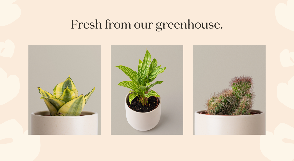Fresh from our greenhouse. See more new arrivals. 