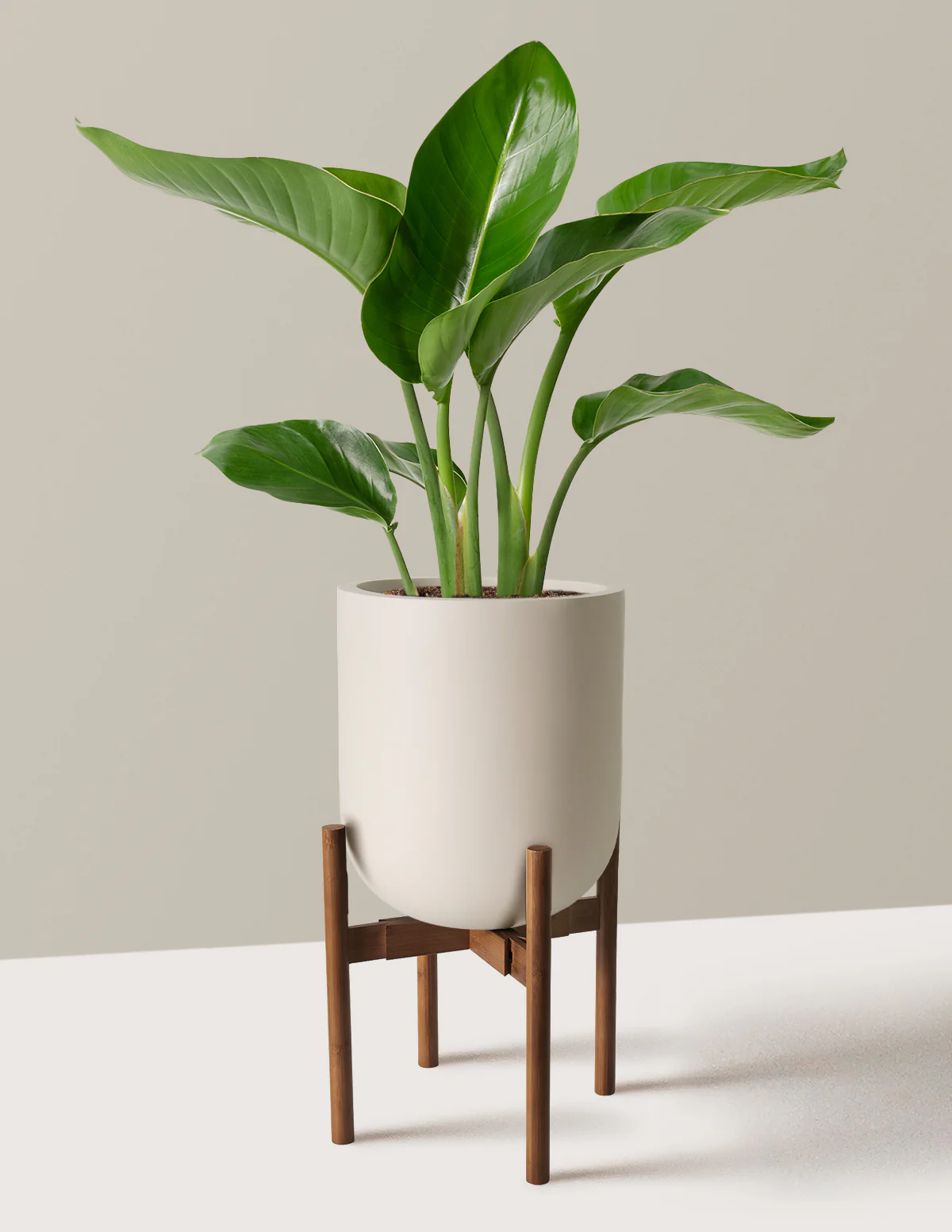 Image of Bird of Paradise