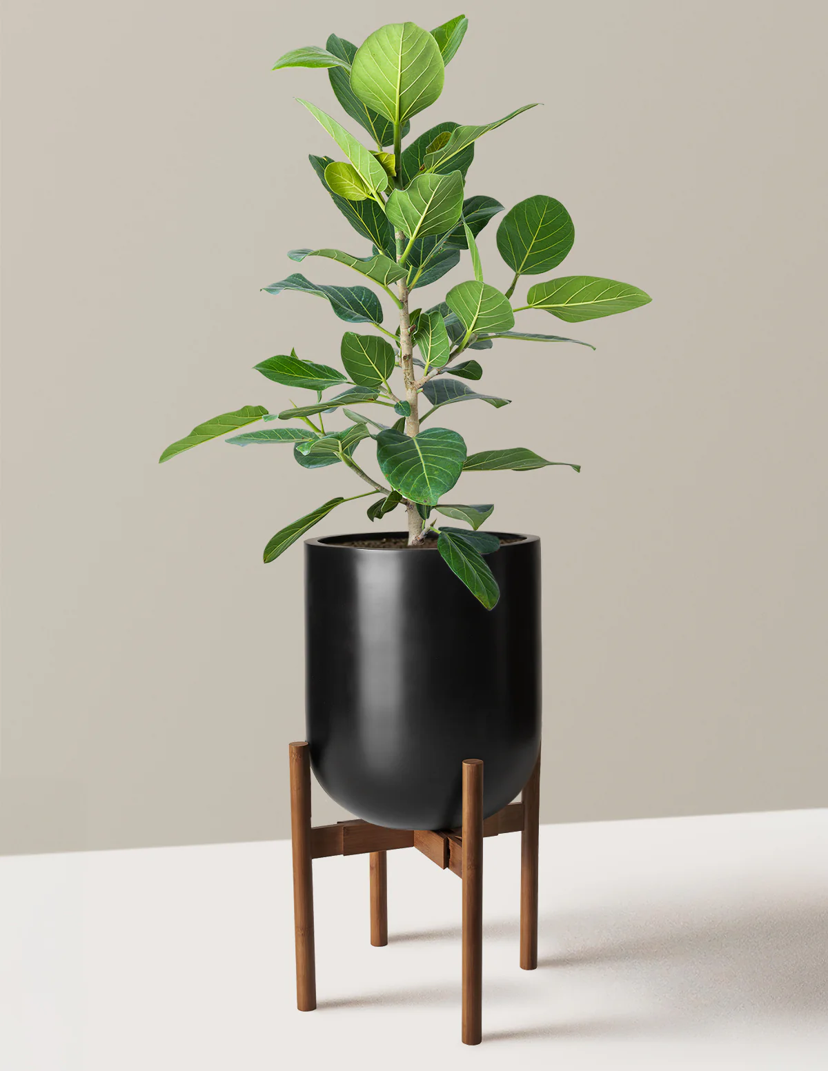 Image of Ficus Audrey