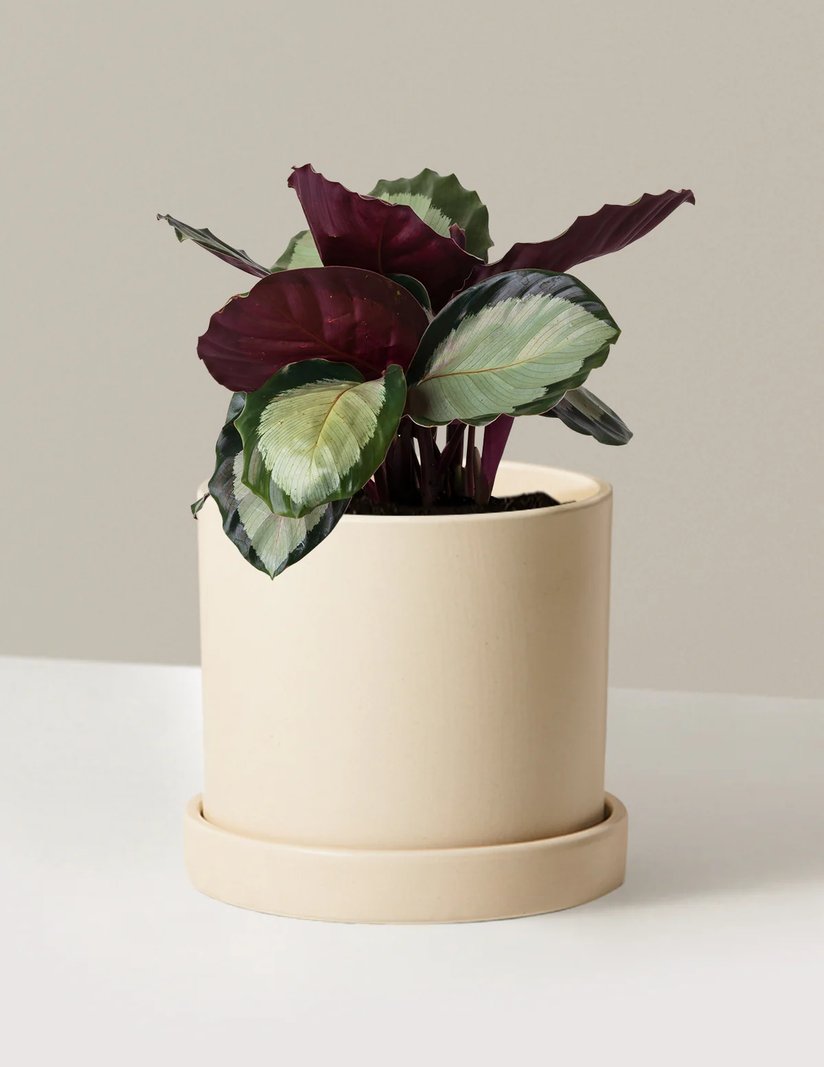 Image of Calathea Rosy
