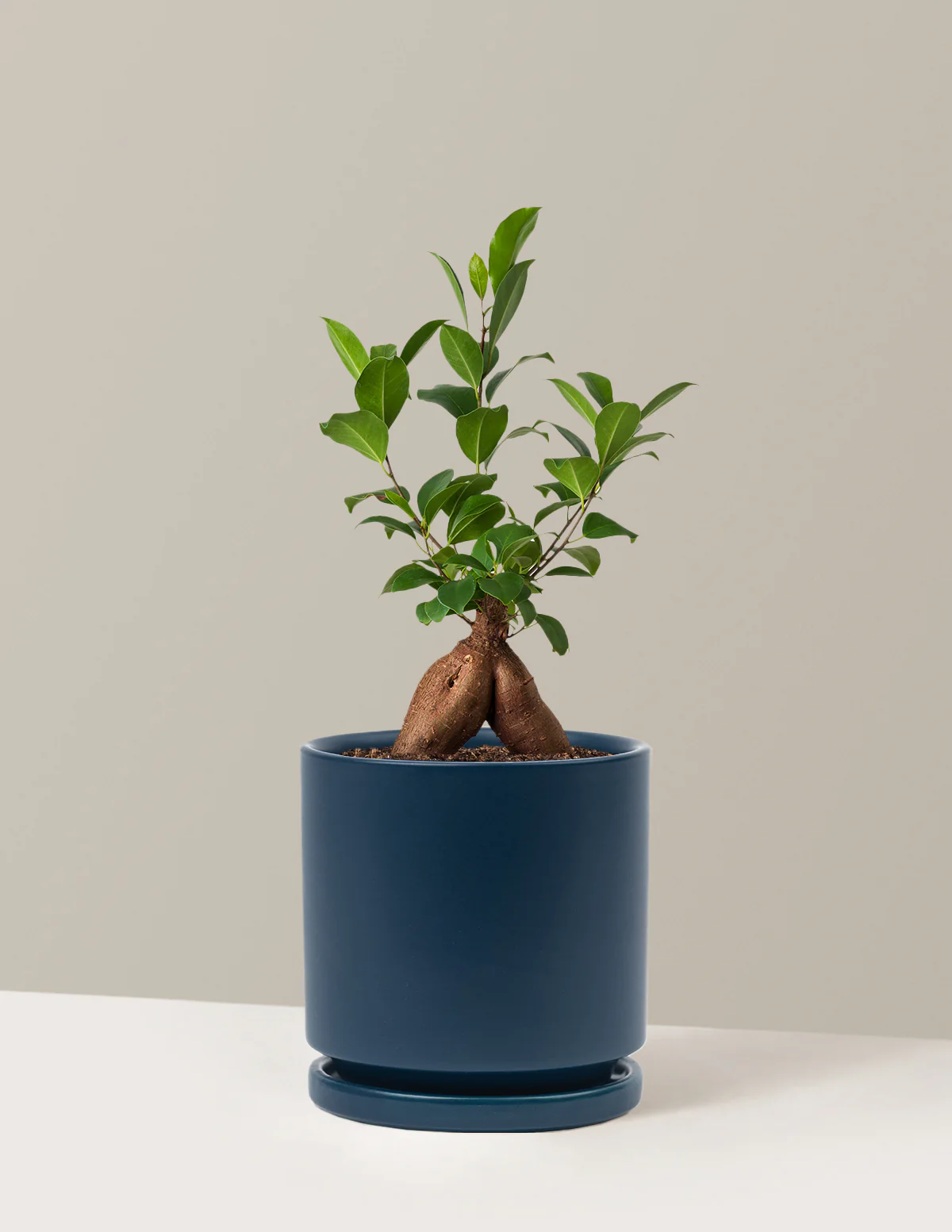Image of Ficus Ginseng