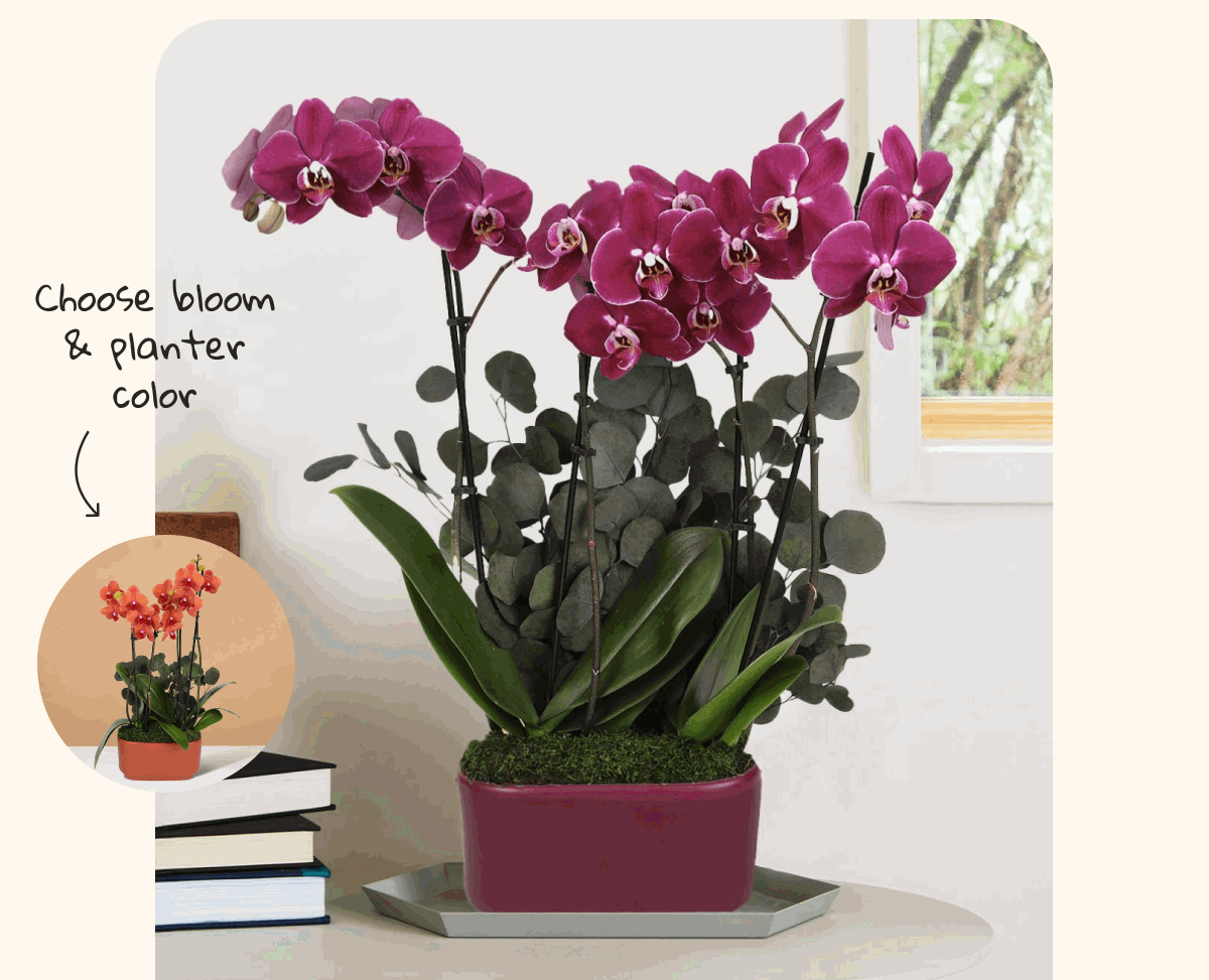 Choose your Orchid bloom and planter color
